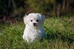 Unit is pet friendly.  We will accept 1 dog up to 40 lbs. Strictly enforced.